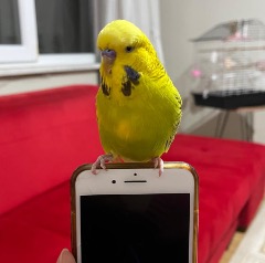 Ceko
