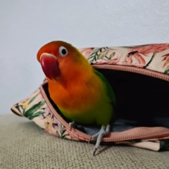 Boncuk 