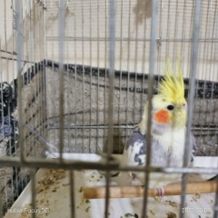  Hohori