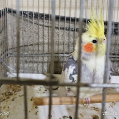  Hohori