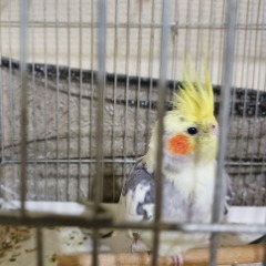  Hohori