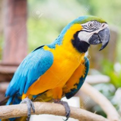 Ara Macaw Amerikan Papagani 