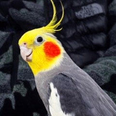  Pikaçu 